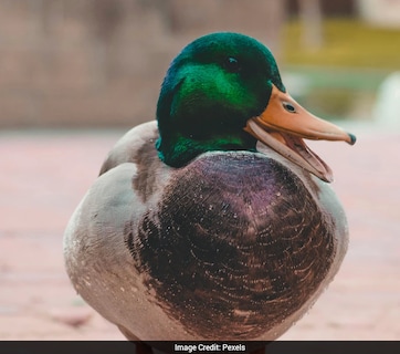 बतख के पेट में छिपा था खज़ाना! किसान को ऐसे मिला लाखों का सोना, गांव वाले भी रह गए हैरान