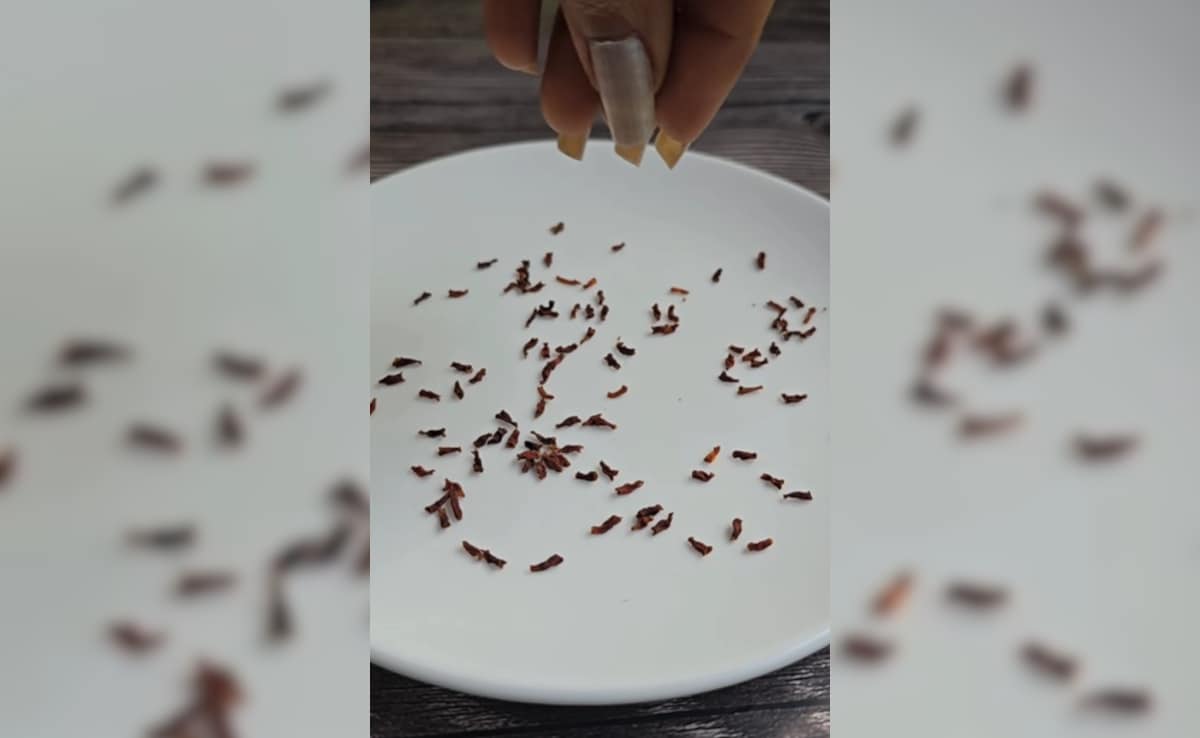 घर में लगाएं ये पौधा, बारह महीने पाएं मुफ्त का केसर, जानें कैसे हरसिंगार से बना सकते हैं सस्ता केसर