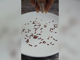 घर में लगाएं ये पौधा, बारह महीने पाएं मुफ्त का केसर, जानें कैसे हरसिंगार से बना सकते हैं सस्ता केसर