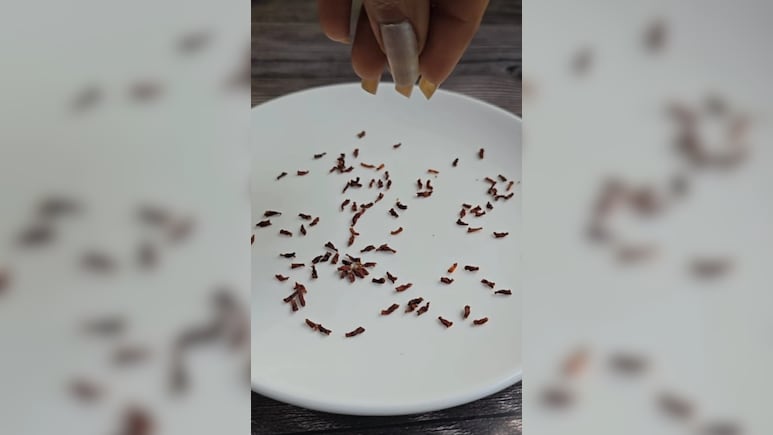 घर में लगाएं ये पौधा, बारह महीने पाएं मुफ्त का केसर, जानें कैसे हरसिंगार से बना सकते हैं सस्ता केसर