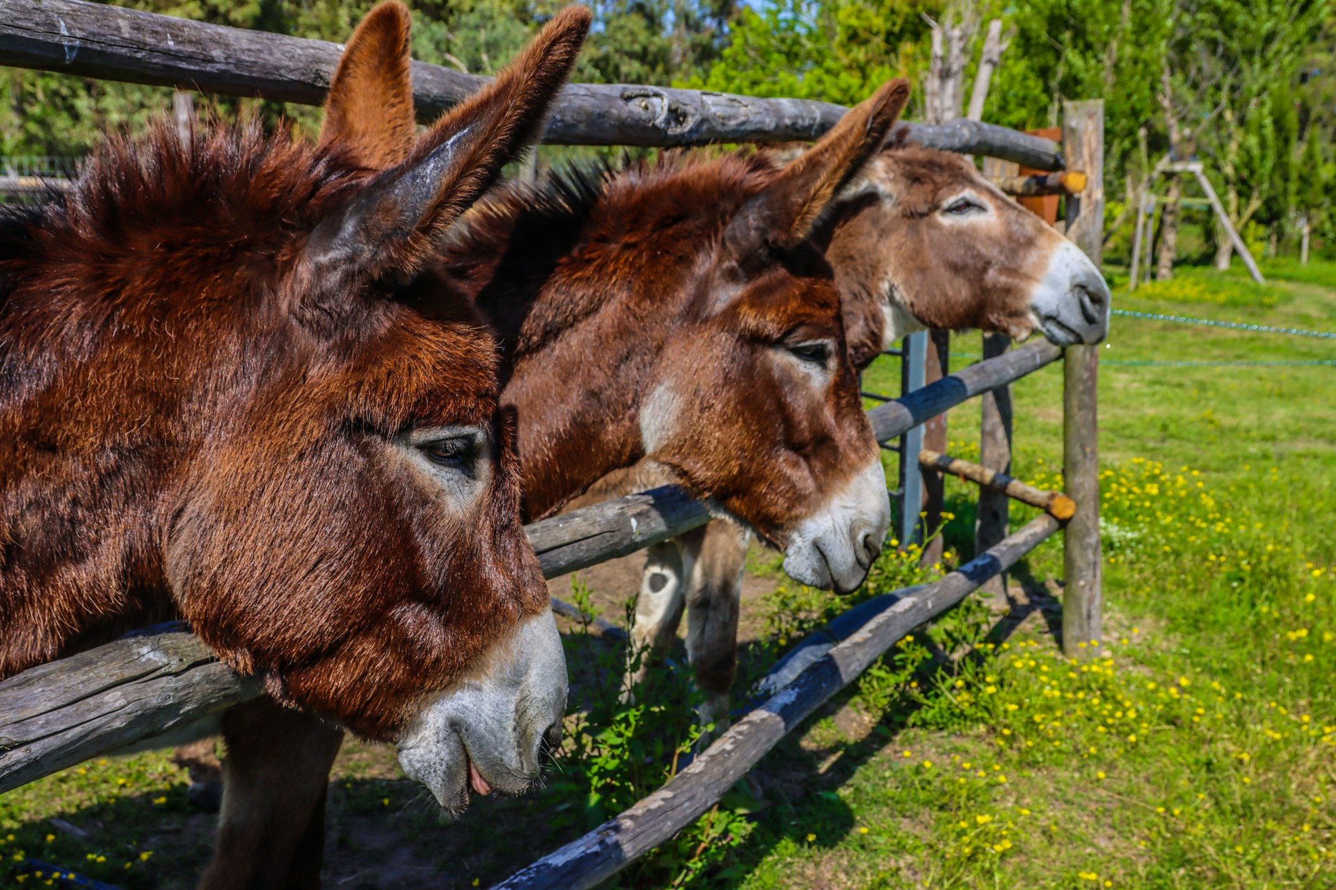 Eating Fire For Breakfast: Hungry Donkeys Turn Firefighters In Spain
