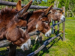 Eating Fire For Breakfast: Hungry Donkeys Turn Firefighters In Spain