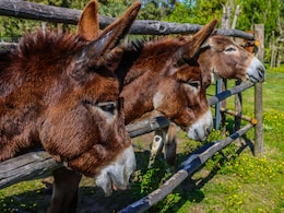 Donkey Farming Could Make You Rich, Government Offering Rs 50 Lakh Support