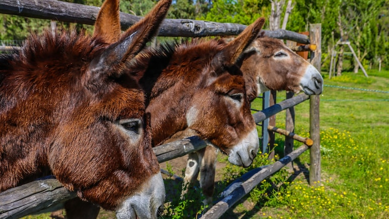 Donkey Farming Could Make You Rich, Government Offering Rs 50 Lakh Support