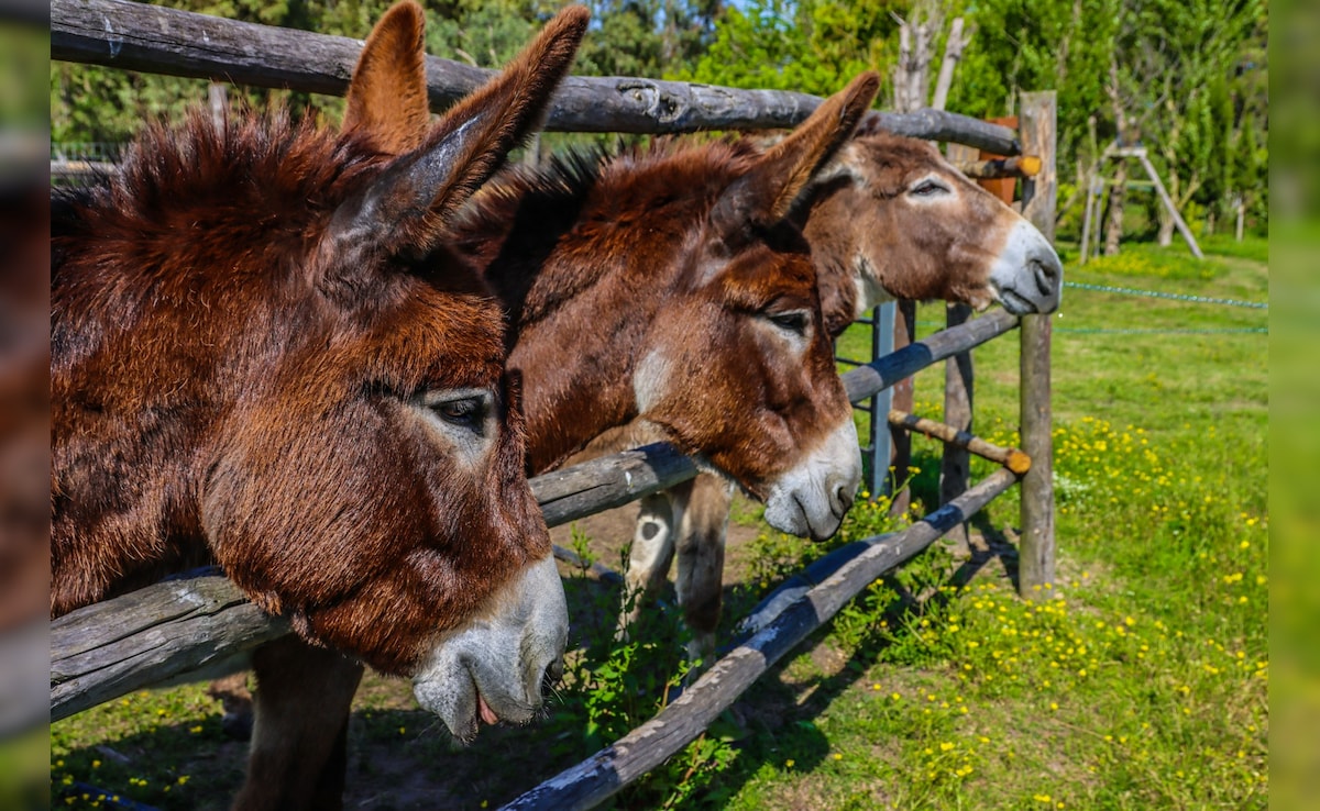 Latest and Breaking News on NDTV