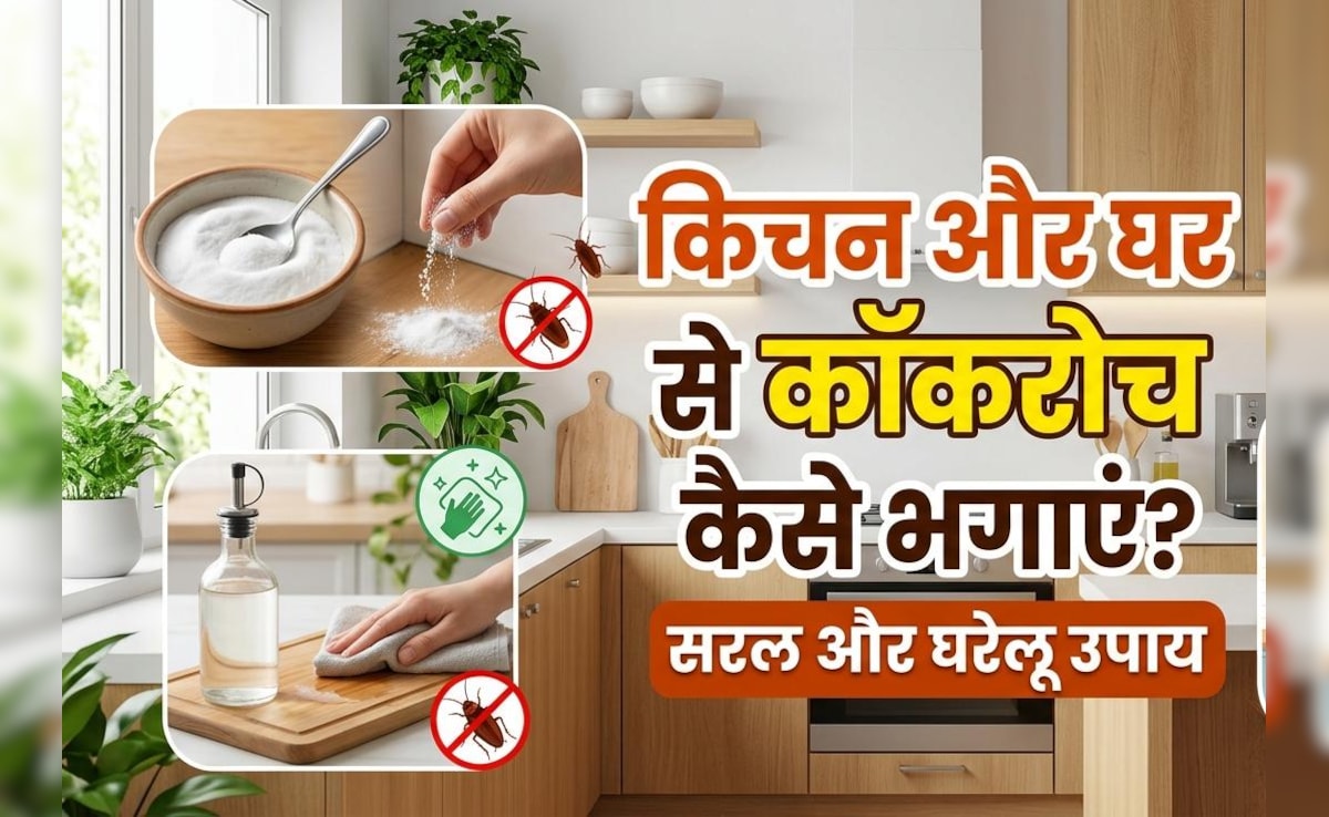 क्या कॉकरोच ने आपकी नाक में भी कर रखा है दम, तो आजमाएं ये घरेलू उपाय, दूर-दूर तक नजर नहीं आएंगे...