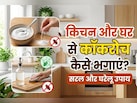 क्या कॉकरोच ने आपकी नाक में भी कर रखा है दम, तो आजमाएं ये घरेलू उपाय, दूर-दूर तक नजर नहीं आएंगे...