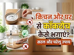 क्या कॉकरोच ने आपकी नाक में भी कर रखा है दम, तो आजमाएं ये घरेलू उपाय, दूर-दूर तक नजर नहीं आएंगे...
