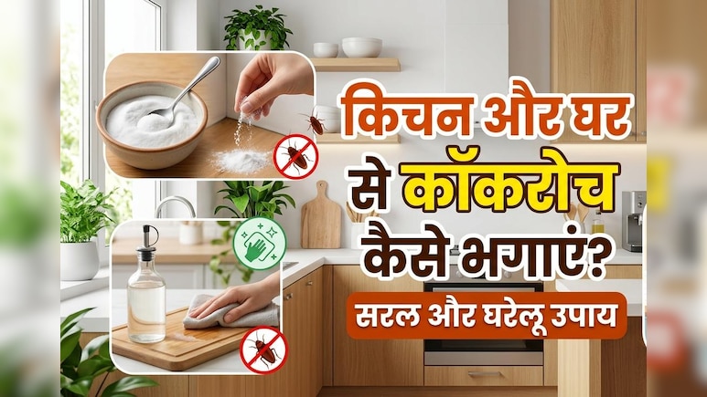 क्या कॉकरोच ने आपकी नाक में भी कर रखा है दम, तो आजमाएं ये घरेलू उपाय, दूर-दूर तक नजर नहीं आएंगे...