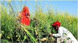 राजस्थान के किसानों की बल्ले-बल्ले! अब इन 24 जिलों में मिलेगी दिन में बिजली, CM भजनलाल शर्मा का बड़ा ऐलान