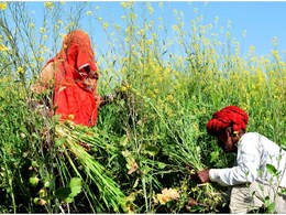 राजस्थान के किसानों की बल्ले-बल्ले! अब इन 24 जिलों में मिलेगी दिन में बिजली, CM भजनलाल शर्मा का बड़ा ऐलान