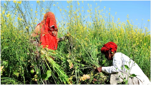 राजस्थान के किसानों की बल्ले-बल्ले! अब इन 24 जिलों में मिलेगी दिन में बिजली, CM भजनलाल शर्मा का बड़ा ऐलान