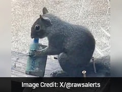 Watch: Squirrels Found Vaping In London, Mistaking Fruity Smell For Food