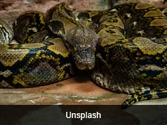 How Python Blood Molecule Could Help Fight Obesity, Scientists Say