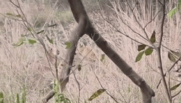 रणथंभौर में टेरिटरी के लिए आपस में भिड़ीं मां-बेटी, टाइग्रेस रिद्धि और माही की लड़ाई देख कांप गए पर्यटक