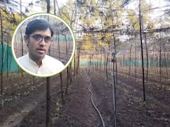 Farmer Success Story: तपती गर्मी में सागर के युवा किसान ने उगा दी सर्दी की फसल, कम लागत में होगी तगड़ी कमाई, जानिए कैसे