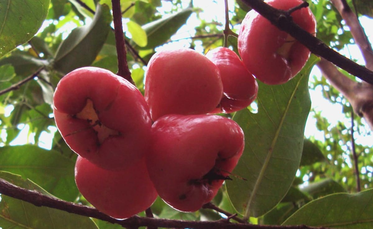 The Art of Baking: From Classic Bread to Artisan Pastries