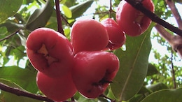 Rose Apple Or Safed Jamun: How Its 93% Water Content Provides Hydration In Summer