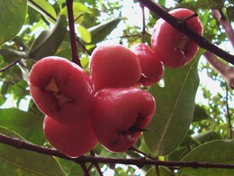 Rose Apple Or Safed Jamun: How Its 93% Water Content Provides Hydration In Summer