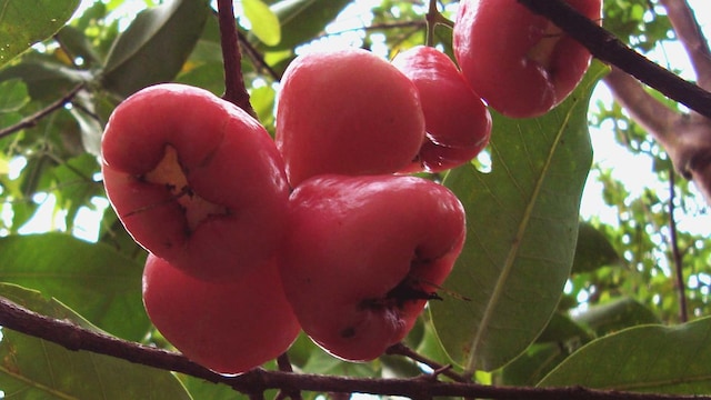 Rose apple or safed jamun has numerous health benefits