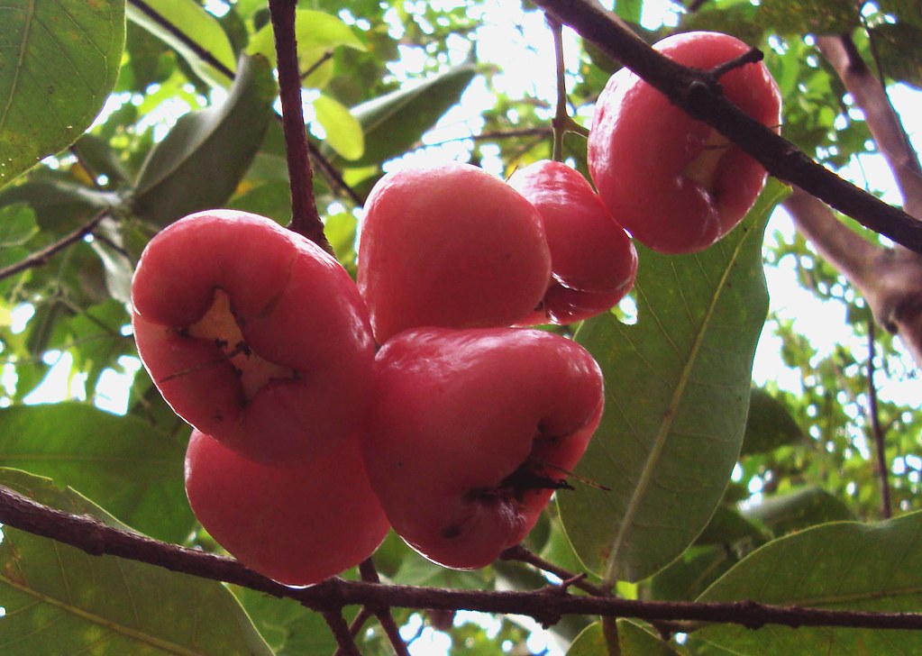 Rose apple or safed jamun has numerous health benefits
