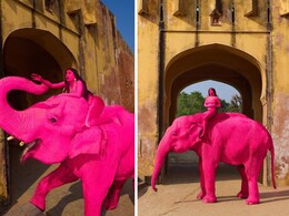 जयपुर: विदेशी फोटोग्राफर ने हाथी को गुलाबी रंग दिया, सोशल मीडिया पर भड़का विवाद; वन विभाग करेगा जांच