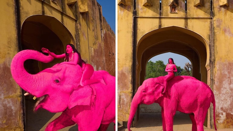 जयपुर: विदेशी फोटोग्राफर ने हाथी को गुलाबी रंग दिया, सोशल मीडिया पर भड़का विवाद; वन विभाग करेगा जांच