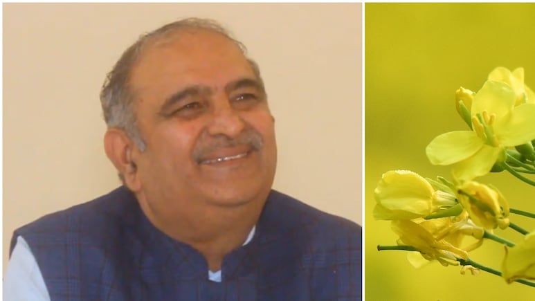 किसानों की चांदी! HAU ने तैयार की सरसों की पहली हाइब्रिड किस्म, तेल ज्यादा और उपज में भी रिकॉर्ड बढ़ोतरी