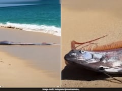 Watch: Rare &lsquo;Doomsday Fish&rsquo; Comes To The Shore In Mexico, Video Goes Viral