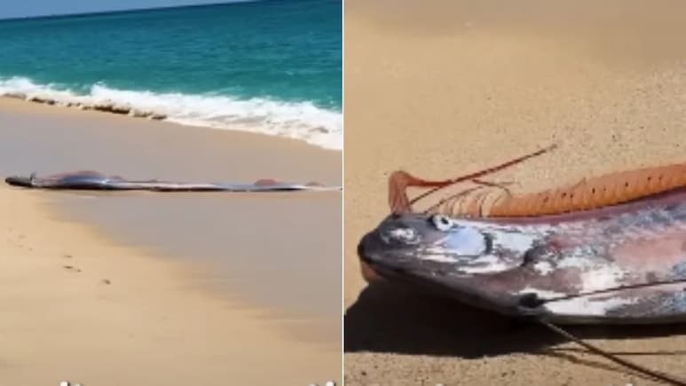 Watch: Rare &lsquo;Doomsday Fish&rsquo; Comes To The Shore In Mexico, Video Goes Viral