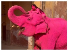 'Pink' Elephant In Russian Artist's Jaipur Photoshoot Died A Month Ago. All You Need To Know