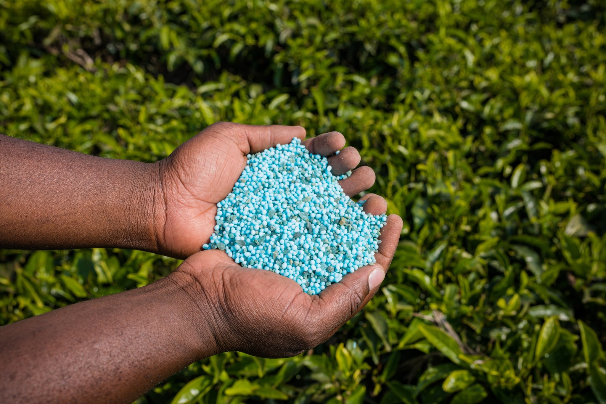 Fertiliser Stocks To Watch: Companies Face El Nino Test As Rabi Season Nears