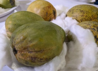 https://food.ndtv.com/news/this-extremely-rare-mango-from-bengal-sells-for-rs-2-000-a-piece-harsh-goenka-says-even-he-cant-afford-11157160