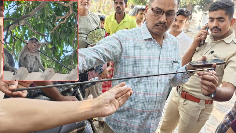 ठाणे में हैवानियत: बंदर की गर्दन के आर-पार हुआ तीर, ICU में भर्ती; बेजुबानों पर कौन कर रहा बार-बार हमला?