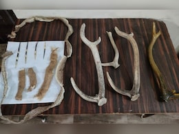 मढ़ई के 'महल' में वन्यजीवों की नुमाइश, 35 हजारी रिसॉर्ट में कानून की उड़ी धज्जियां