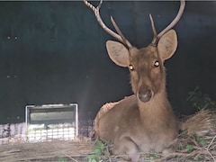 कान्हा नेशनल पार्क में बढ़ा बारहसिंघा का कुनबा, अब दूसरे टाइगर रिजर्व में बसाई जा रही दुर्लभ प्रजाति