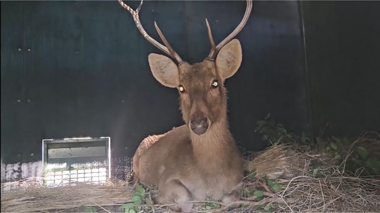 कान्हा नेशनल पार्क में बढ़ा बारहसिंघा का कुनबा, अब दूसरे टाइगर रिजर्व में बसाई जा रही दुर्लभ प्रजाति