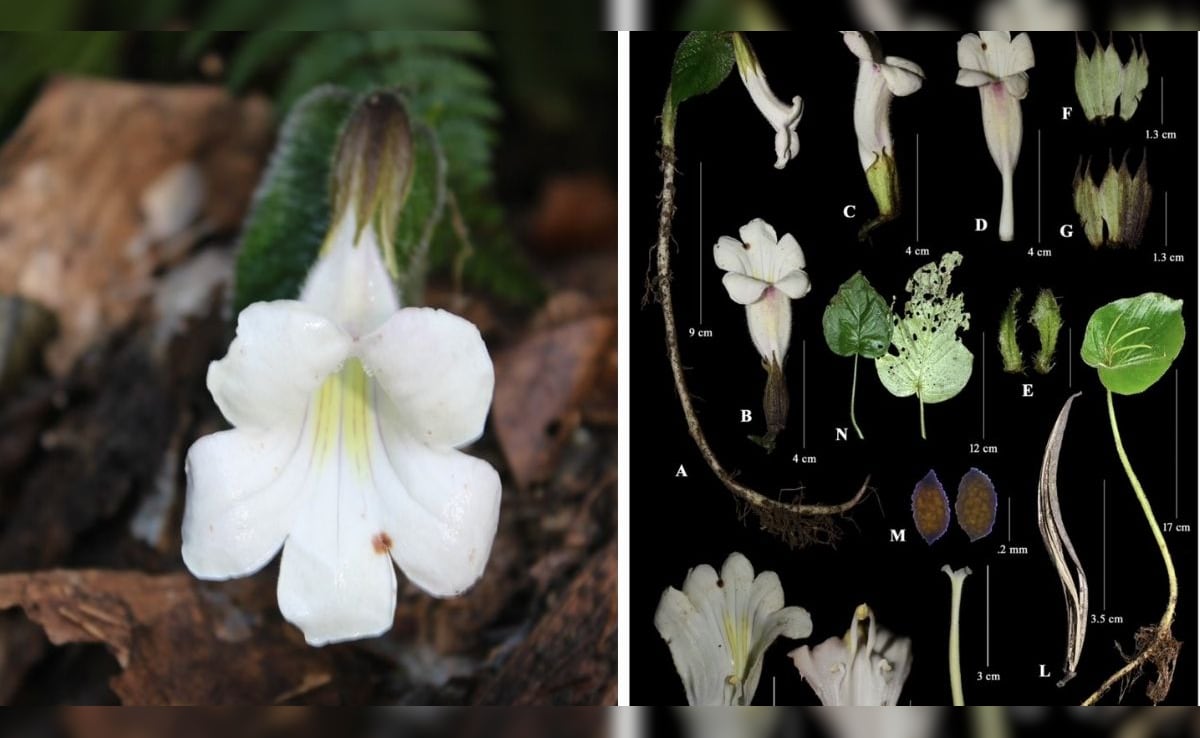 189 साल बाद अरुणाचल में मिला हेन्केलिया मोनोफिला का दुर्लभ पौधा, जानिए क्या है इस पौधे की खासियत?