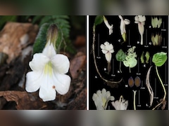 189 साल बाद अरुणाचल में मिला हेन्केलिया मोनोफिला का दुर्लभ पौधा, जानिए क्या है इस पौधे की खासियत?