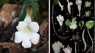 189 साल बाद अरुणाचल में मिला हेन्केलिया मोनोफिला का दुर्लभ पौधा, जानिए क्या है इस पौधे की खासियत?