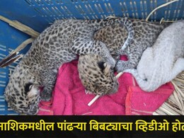 White Leopard Video : नाशिकमध्ये खळबळ! 'या' भागात पहिल्यांदाच आढळला पांढरा बिबट्या, धडकी भरवणारा व्हिडीओ