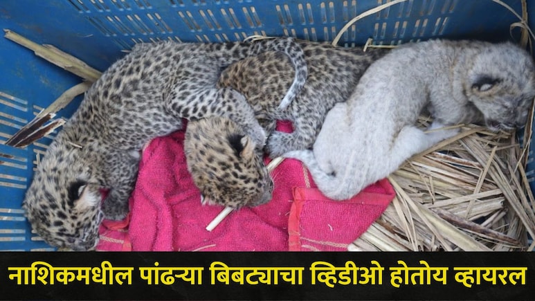 White Leopard Video : नाशिकमध्ये खळबळ! 'या' भागात पहिल्यांदाच आढळला पांढरा बिबट्या, धडकी भरवणारा व्हिडीओ