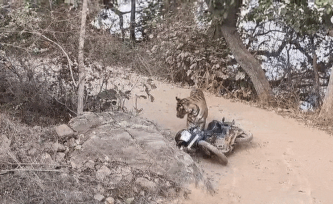रणथंभौर में गश्त पर निकले वनकर्मियों के सामने आया टाइगर, हलक में आई जान; बाइक छोड़कर बचाई जान