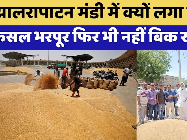 Kotputli News: Farmers को रुला रही Unseasonal Rain | Wheat | Mustard | Rajasthan Top News