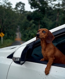 8 Essentials For Road Trip With Dog
