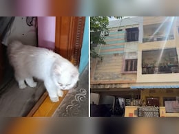 Grief-Stricken After Death Of Pet Cat, Hyderabad Woman, 20, Dies By Suicide