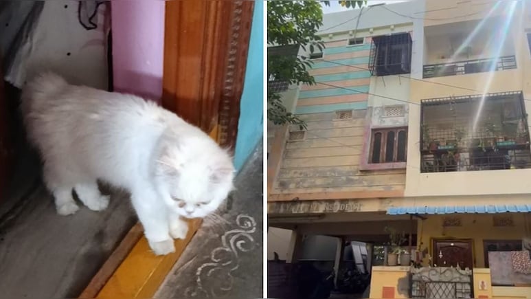 Grief-Stricken After Death Of Pet Cat, Hyderabad Woman, 20, Dies By Suicide