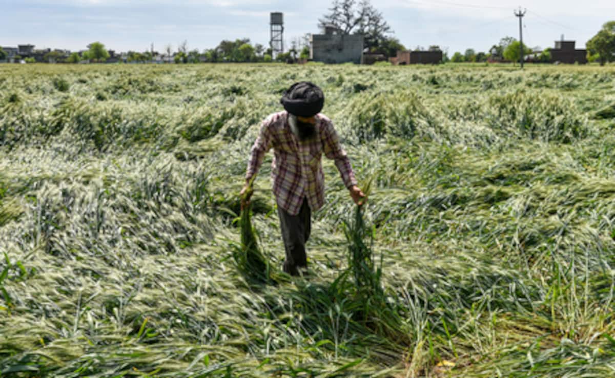 झारखंड में बेमौसम बारिश का कहर, फसलें बर्बाद और आम के मंजर झड़े