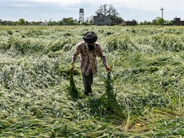 झारखंड में बेमौसम बारिश का कहर, फसलें बर्बाद और आम के मंजर झड़े