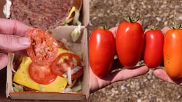 Video: YouTuber Tried Growing Tomato From McDonald's Burger. It Actually Worked
